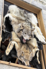 Wolf skin draped over a stall at Quebec street shop