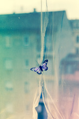 butterfly on window, in texture, minimal concept