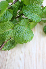 Fototapeta premium Pepper mint leaves