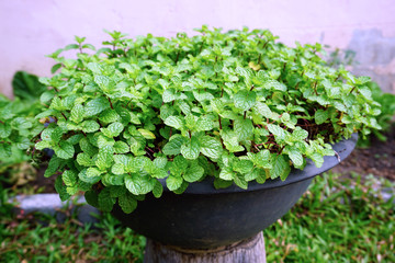 Growing mint in organic farm house