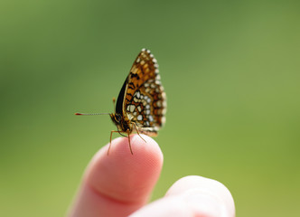 Schmetterling auf Finger