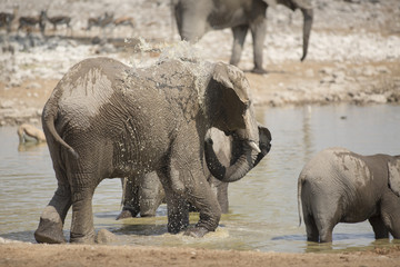 Fototapeta premium Elephant in Etosha National Park.