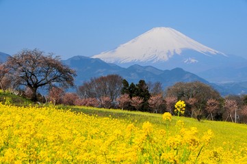 Fototapeta premium 富士山と菜の花