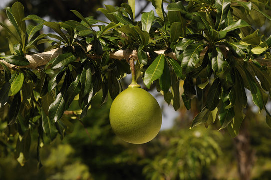 Calabash fruit, crescentia cujete