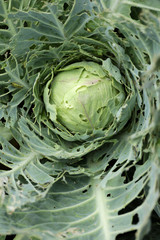 Obraz premium Cabbage leaf covered with caterpillas pest