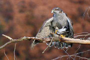Portrait of a Northern goshawk