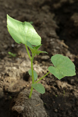 Cucumber seedling