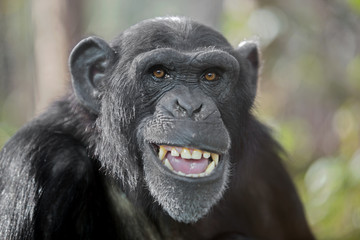 Obraz premium Szympans płci męskiej