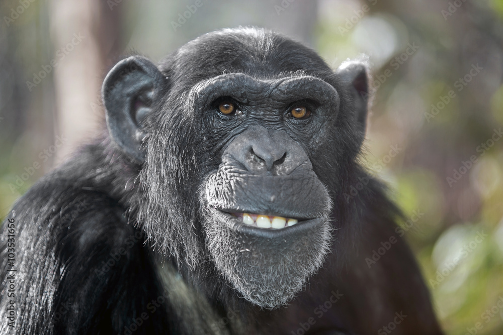Wall mural male chimpanzee