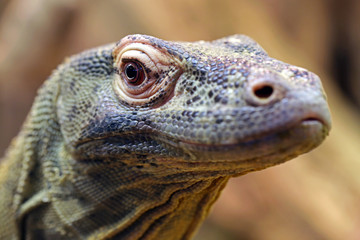 Komodo dragon