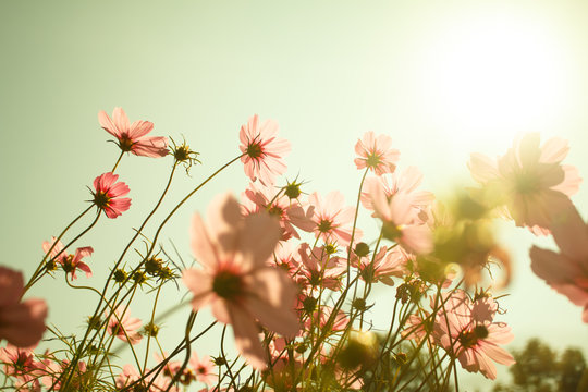 Fototapeta cosmos flowers in the garden with sky  background in pastel retr