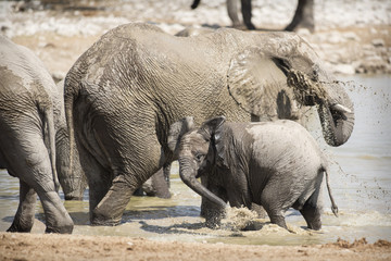 Naklejka premium Elephant in Etosha National Park.