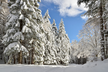 Alberi nella neve