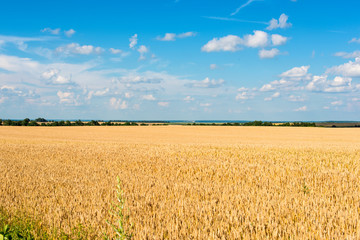 field with the harvest of wheat