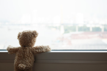 Bear Looking Out Window