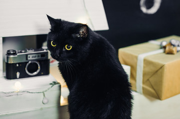 a cat and a camera