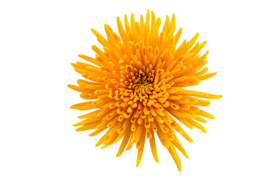 Yellow Chrysanthemum Isolated