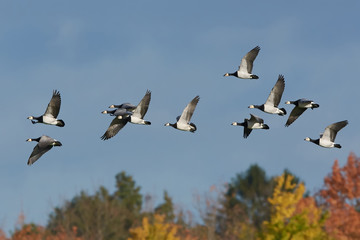 Barnacle goose (Branta leucopsis)