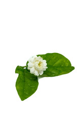 Beautiful Jasmine flower isolated on White Background