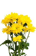 yellow chrysanthemum isolated