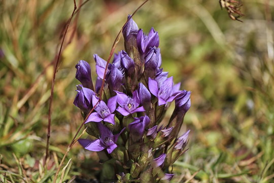 Gentianella campestris flower purple