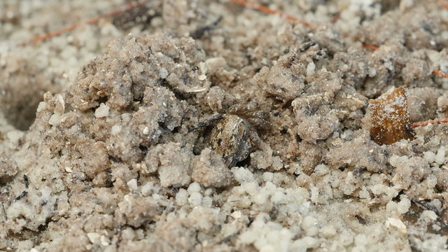 4K Atlantic Sand Fiddler Crab (Uca pugilator) Feeding 1