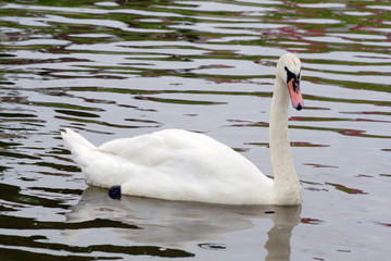 swan