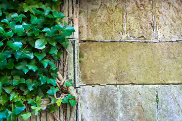 Garden wall with vine and copy space