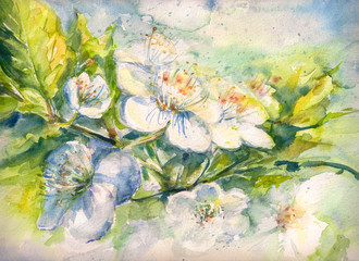 Obraz na płótnie Canvas Flowering branch of the cherry tree watercolor painted