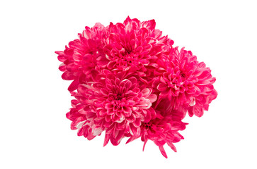 chrysanthemum flower