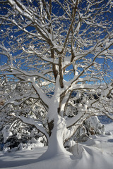 Albero nella neve