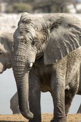 Fototapeta premium Elephant in Etosha National Park.