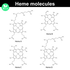 Heme molecule structure