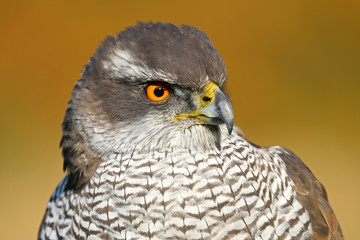 Portrait of a Northern goshawk