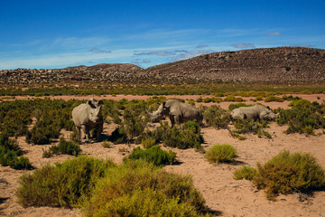 3 rhinos in a Safari in South Africa