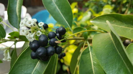 The small white  flowers,black seeds and green leaves.