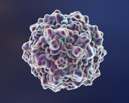 Human bocavirus, a virus from family Parvoviridae which causes respiratory infections mainly in children