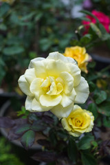 Yellow blooming rose for background
