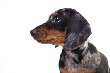 Portrait Dachshund puppy merle
