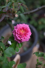 Pink blooming rose for background
