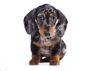 Portrait Dachshund puppy merle