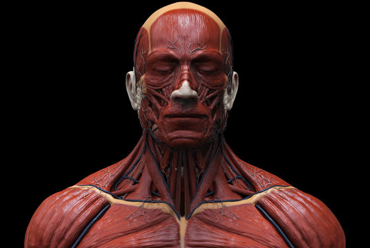 Human anatomy - muscle anatomy of the face neck and chest 