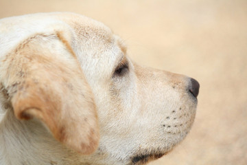 Labrador dog