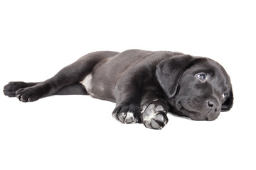 labrador puppy in the studio