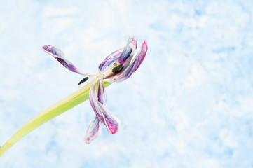 Obraz na płótnie Canvas dead tulip flower