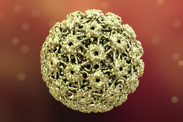 Human papillomavirus, a virus which causes warts located mainly on hands and feet. Some strains infect genitals and can cause cervical cancer