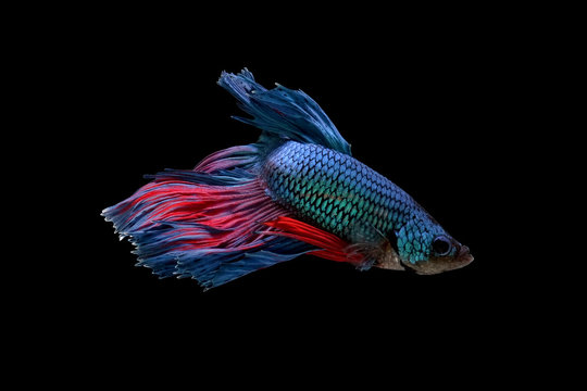 Fototapeta betta fish isolated on black background