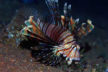 fish lionfish underwater portrait
