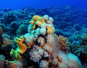 Naklejka na ściany i meble coral reef underwater photo