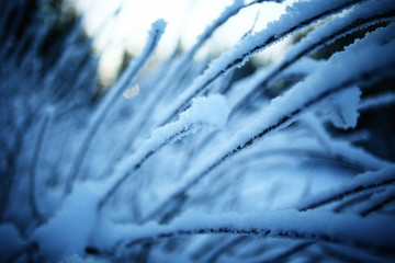 blurred background winter with snow